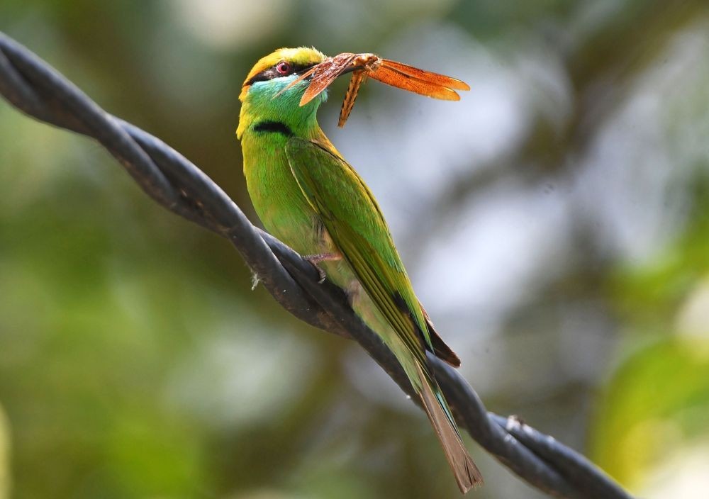 Morigaon : A Bee-eater bird was seen catching its prey in the Morigaon District of Assam on Sunday, May 07, 2023. (Photo:IANS/Anuwar Hazarika)
