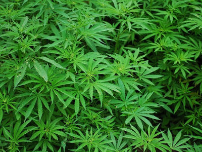 Marijuana linked to increased risk of heart problems