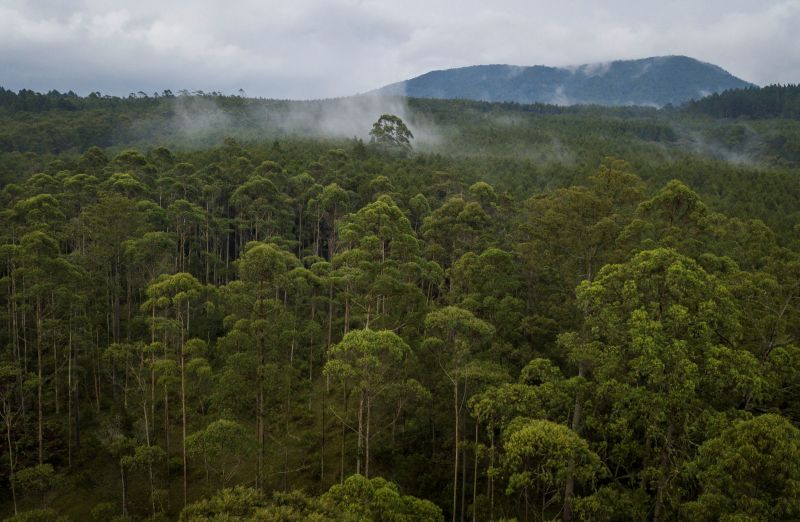 Indonesia president makes moratorium on forest clearance permanent
