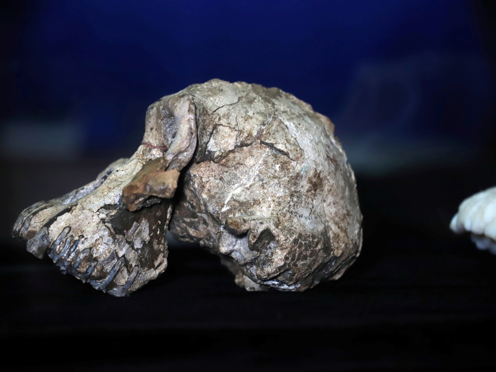 skull of ancient human 'ancestor'unearthed