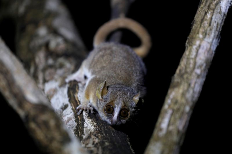 Madagascar forest destruction wiping out humans' tiniest relative
