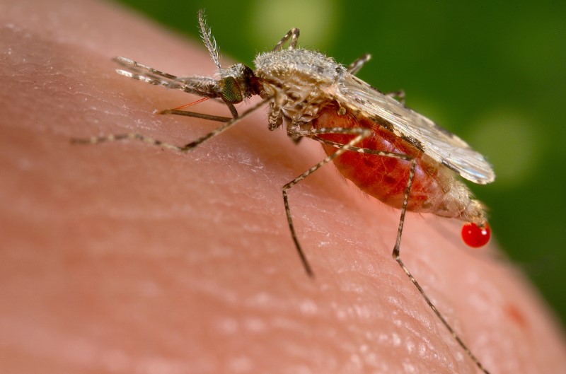 Malaria can be eradicated by 2050, say global experts