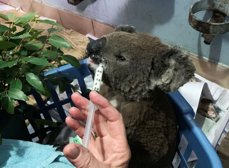 Australian bushfires wipe out half of koala colony, threaten more