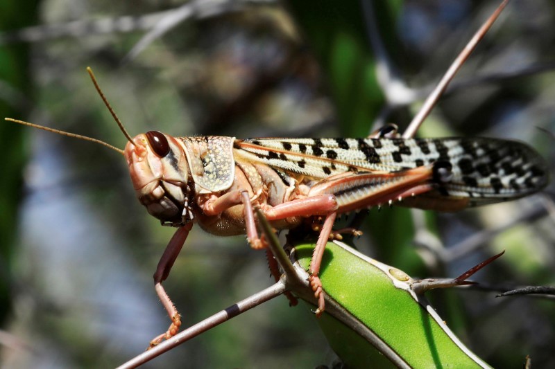 Desert locust invasion spares India a big hit