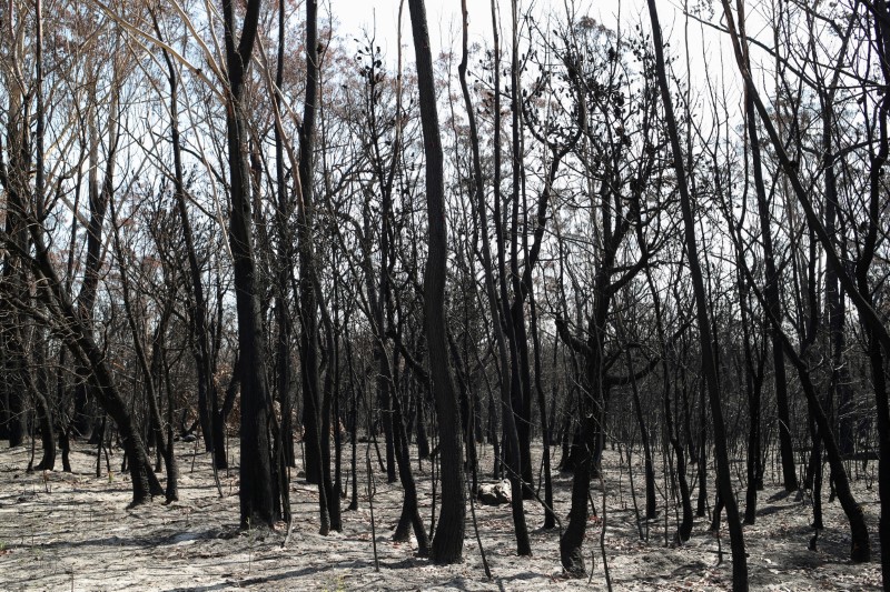 CO2 concentration set for biggest annual rise, fuelled by Australian bushfires