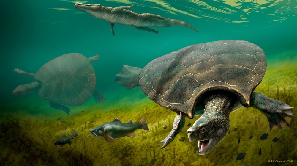 Car-sized prehistoric South American turtle was built for battle