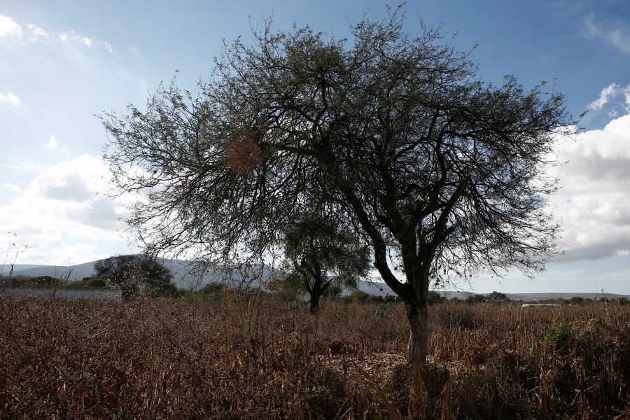 In Mexico's cradle of corn, climate change leaves its mark