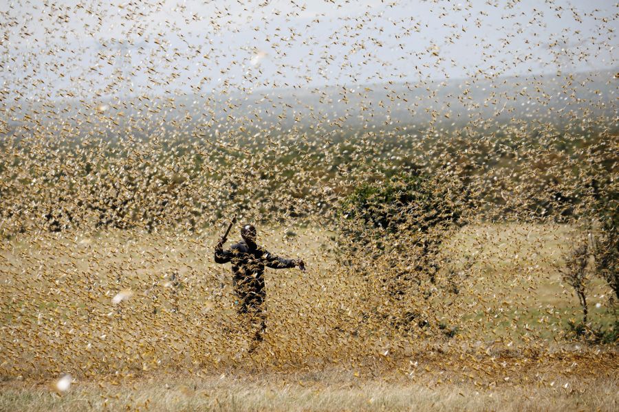 Running out of time: East Africa faces new locust threat