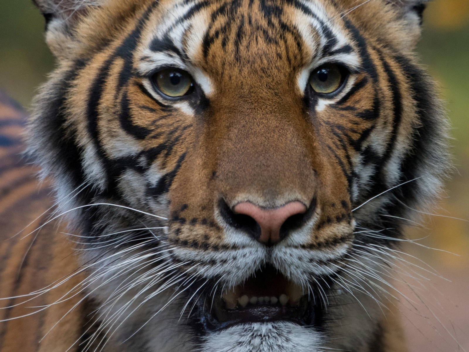 After a tiger tests COVID-19 positive in New York; Centre issues advisory to State & UTs