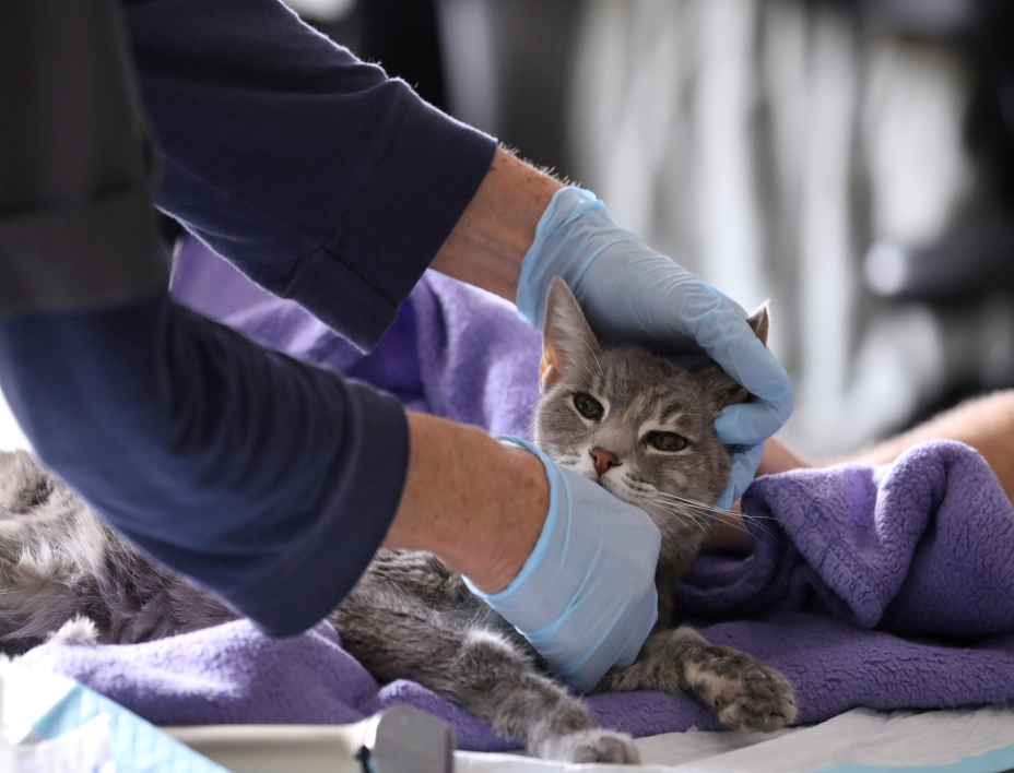 Two New York cats become first US pets to test positive for COVID-19