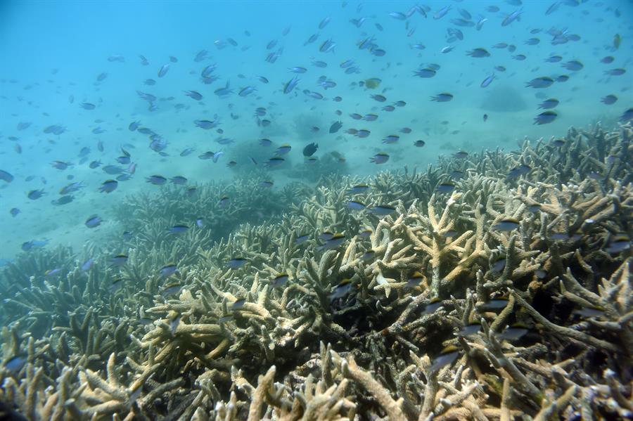 Australia urged to avoid Great Barrier Reef’s possible 'in danger' status