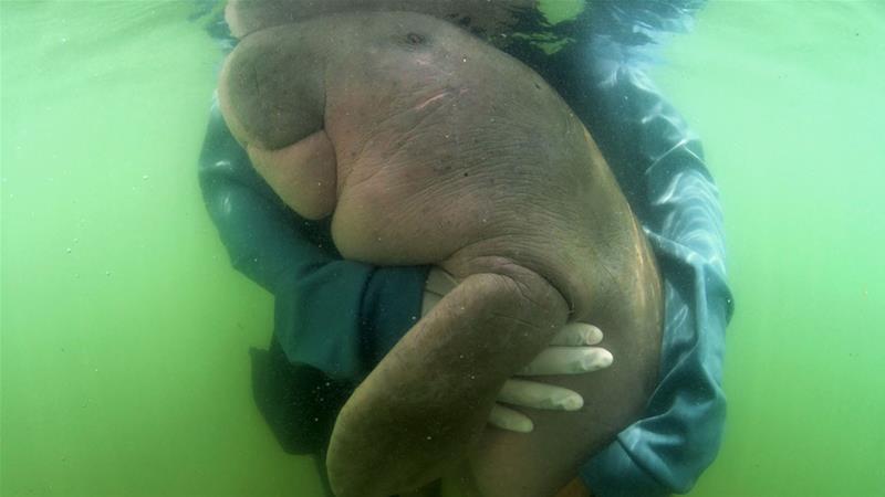 Beloved dugong dies in Thailand with plastic in stomach