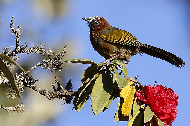 5 Nagaland bird species in 'High Conservation Concern' | MorungExpress |  