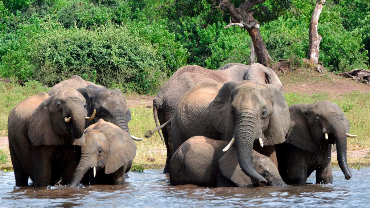 India wants global protection to Asian elephant