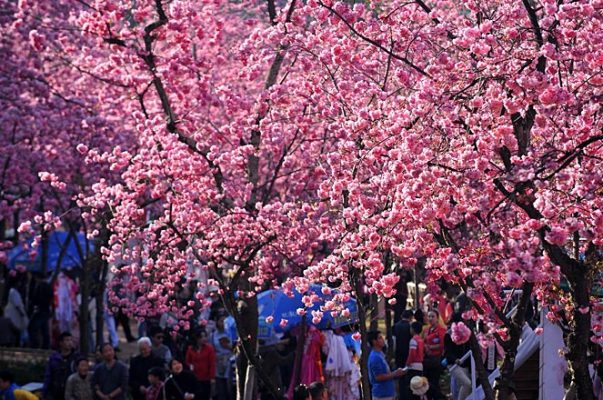 India, S Korea to celebrate cherry blossoms fest in Meghalaya