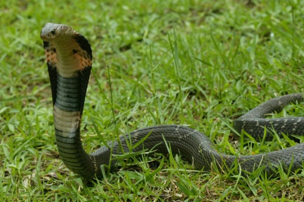 Snakes may be the source of coronavirus outbreak in China 