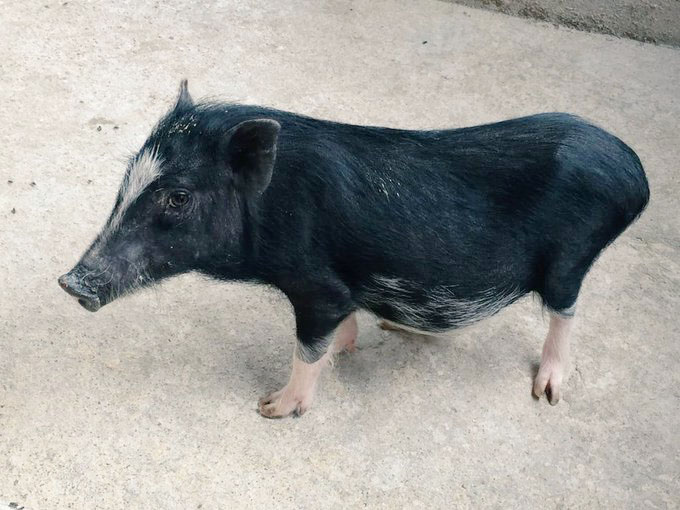 'Tenyi Vo' to be introduced at pig breeding farm in Sathazu