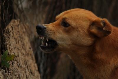Stray dogs can better understand human gestures: Study
