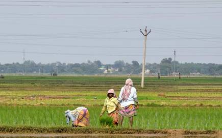 After rain, low MSP batters Chhattisgarh's rice growers
