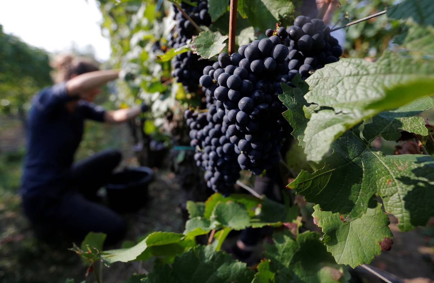 Heat-stricken French wine harvests sound climate alarm