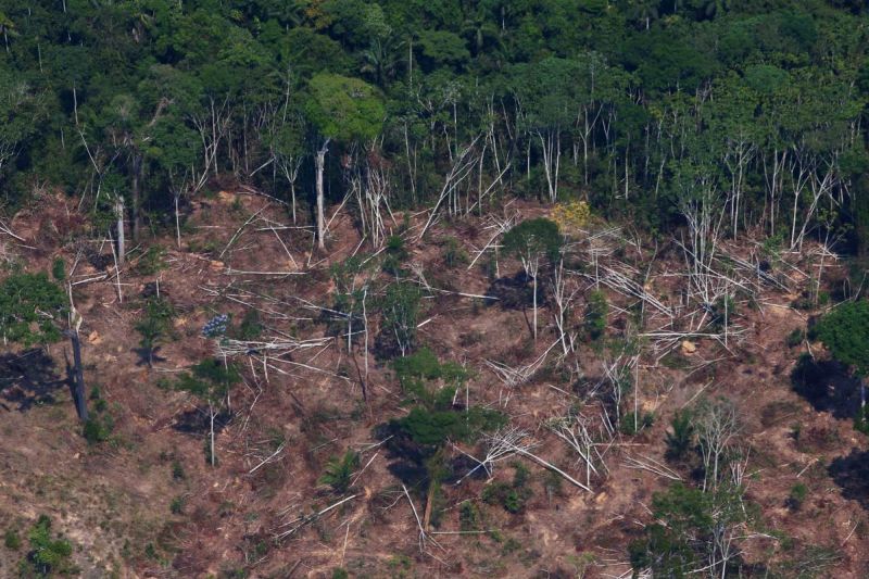 World ‘losing battle’ on 2020 goal to cut deforestation