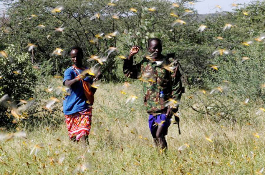 Locust swarms in East Africa: here's what you need to know