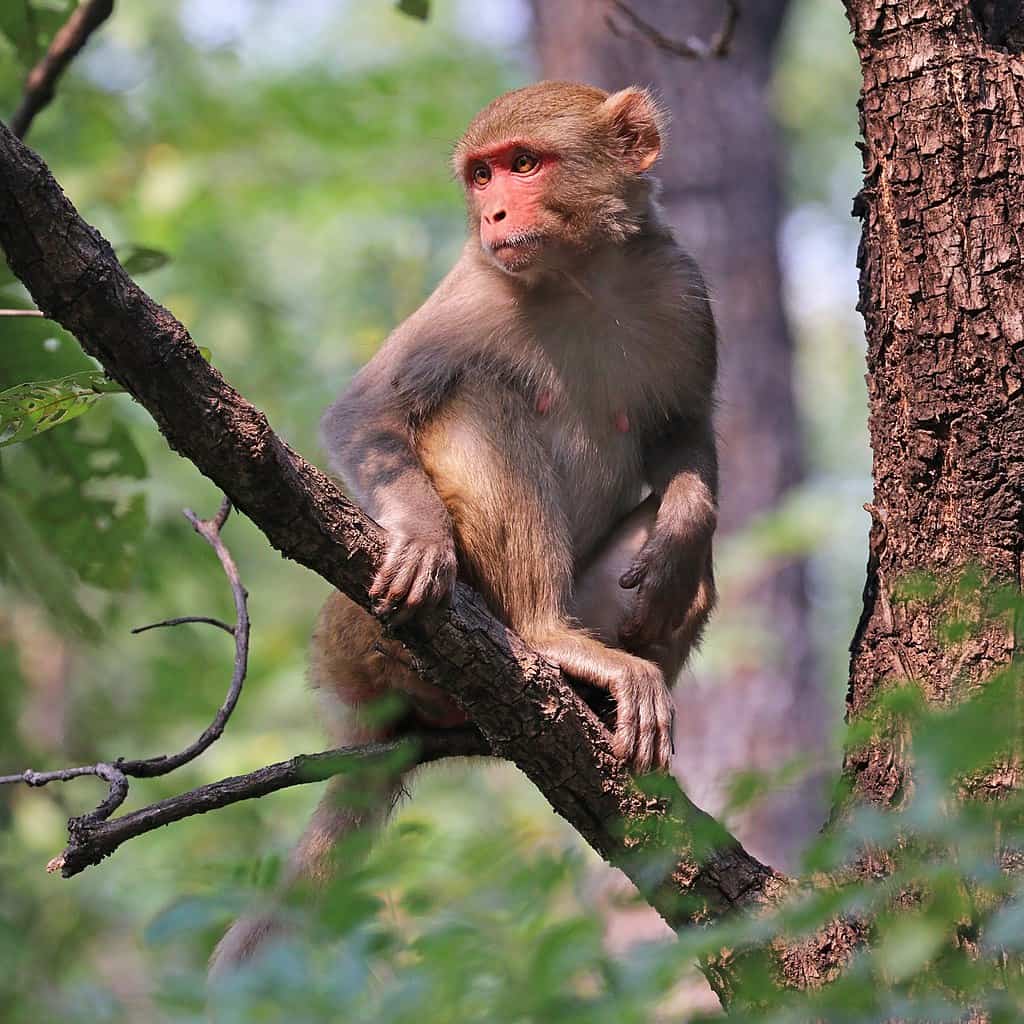 The return of the wild: Rhesus monkeys reappear in Sukhai CCA