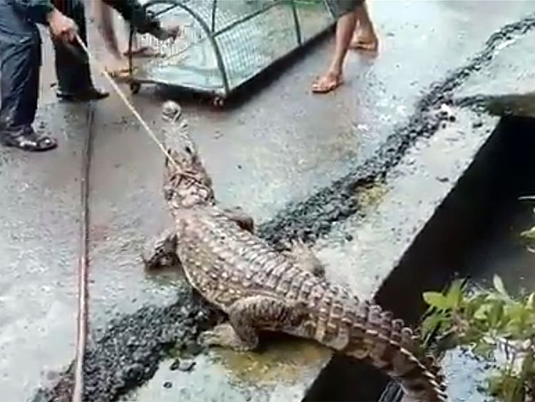 8-foot-long crocodile comes out of drain in Maharashtra town