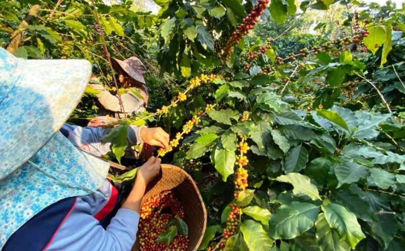 Major Thai coffee brand vows to repay 200 debt-ridden farmers