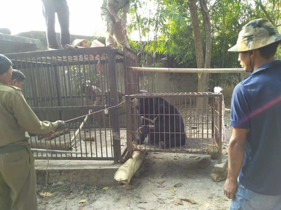 Nagaland: Bear Rescued