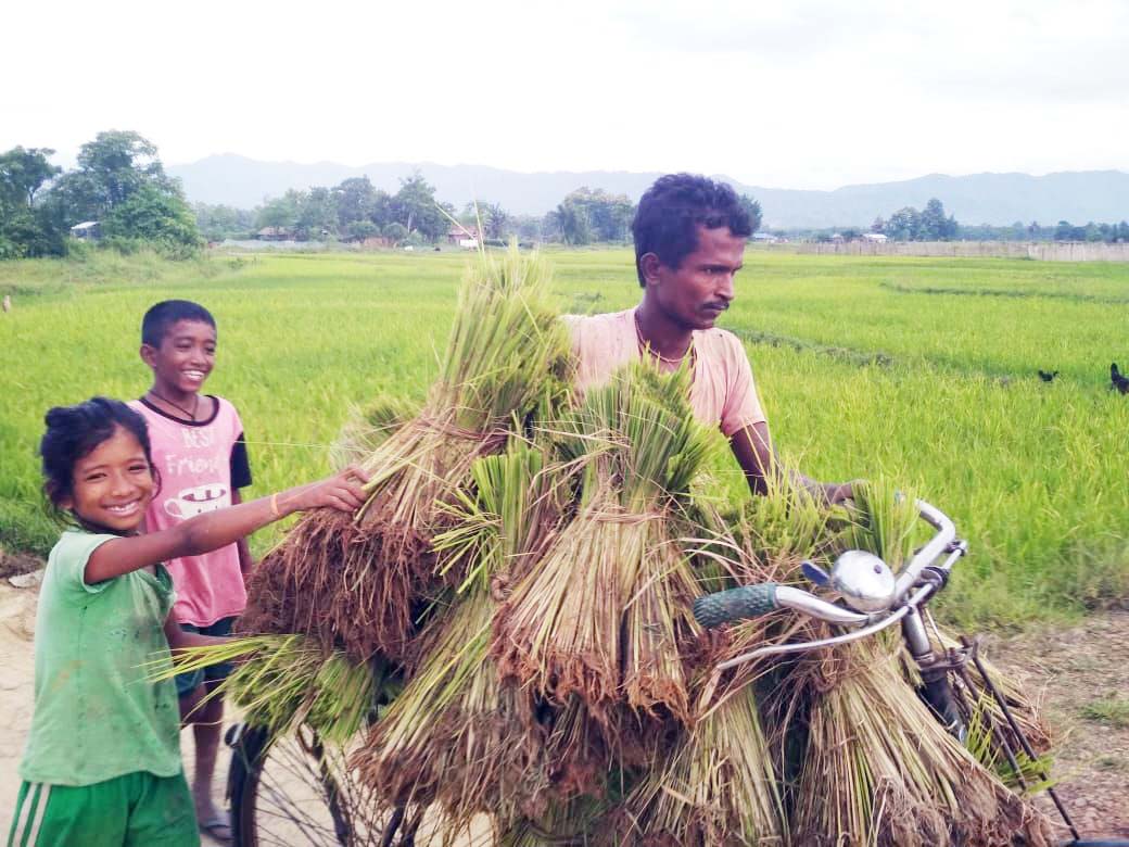 A father and his children transporting rice saplings