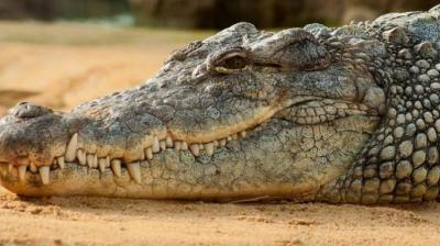 Zimbabwean girl wrestles crocodile to save friend's life