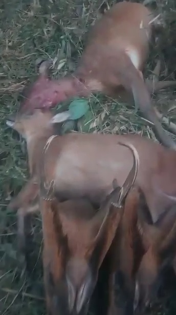 Nagaland: Despite lockdown wildlife hunting videos go viral