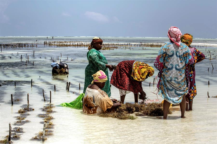 Zanzibar kelp farmers: feminism, innovation on the banks of the Indian Ocean