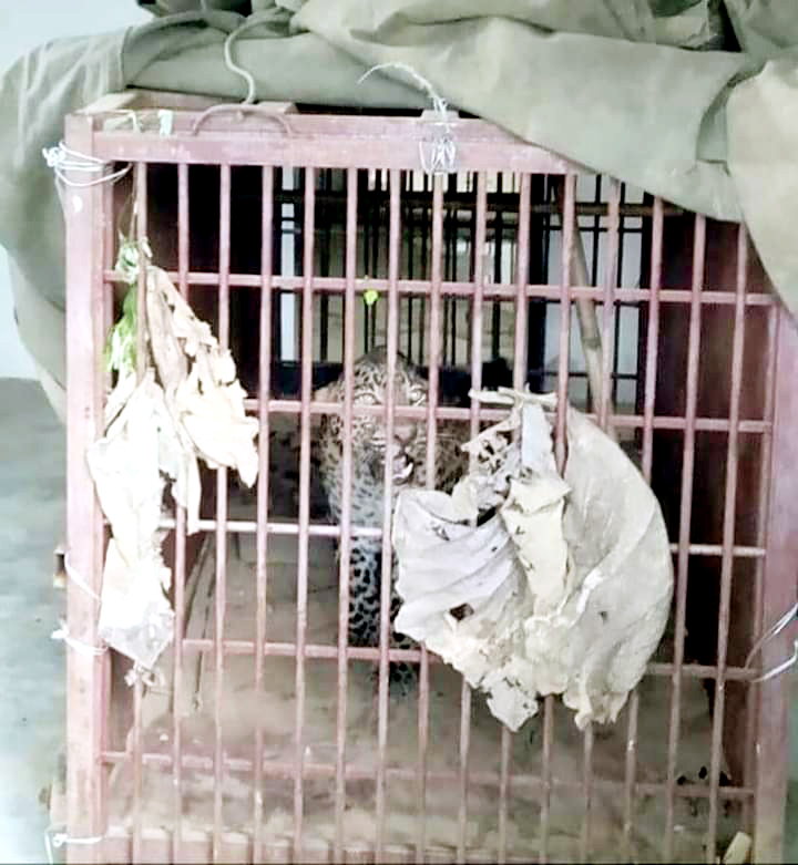 Leopard captured at Purana Bazar B