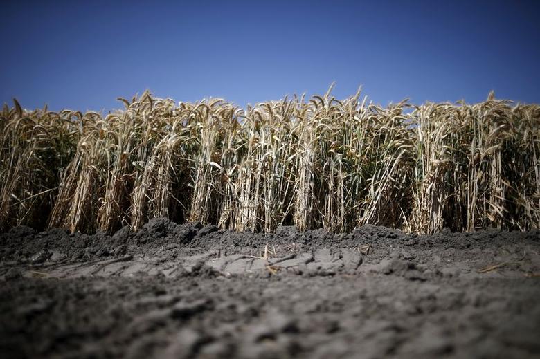 Climate shocks in just one country could disrupt global food supply