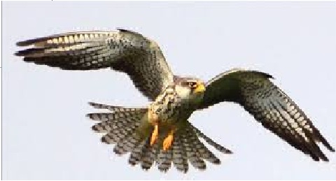An Amur Falcon takes flight