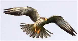 Amur Falcon 