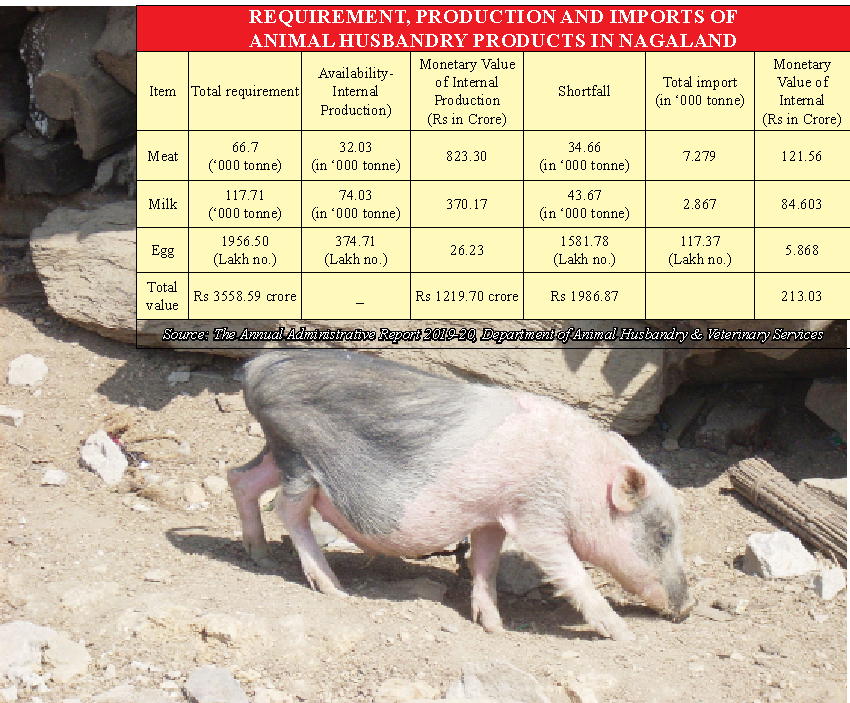 Nagaland imports animal husbandry products worth Rs  crore |  MorungExpress 
