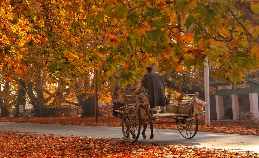 Kashmir's golden yellow autumn arrives without any tourists