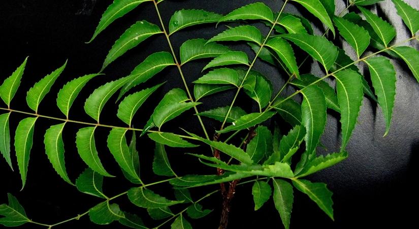 Why young Indians need to re-discover Neem