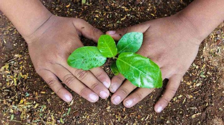 UP government to plant 22 crore saplings on Aug 9