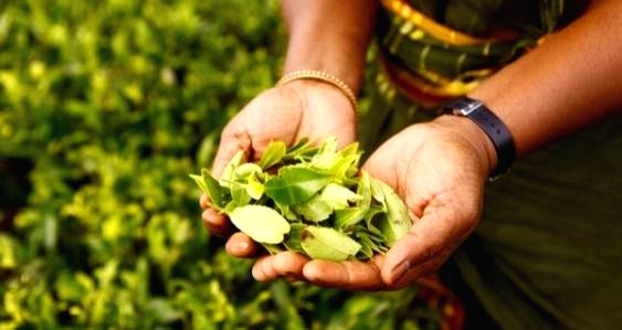 Sri Lanka conducts first-ever online tea auctions