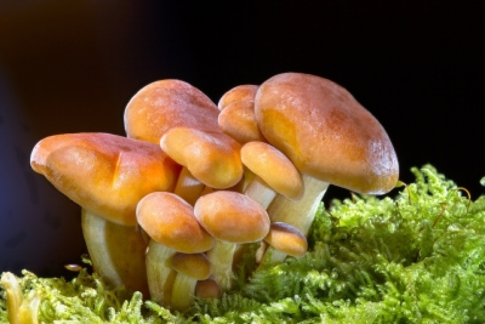 Eating mushrooms cuts prostate cancer risk: Study