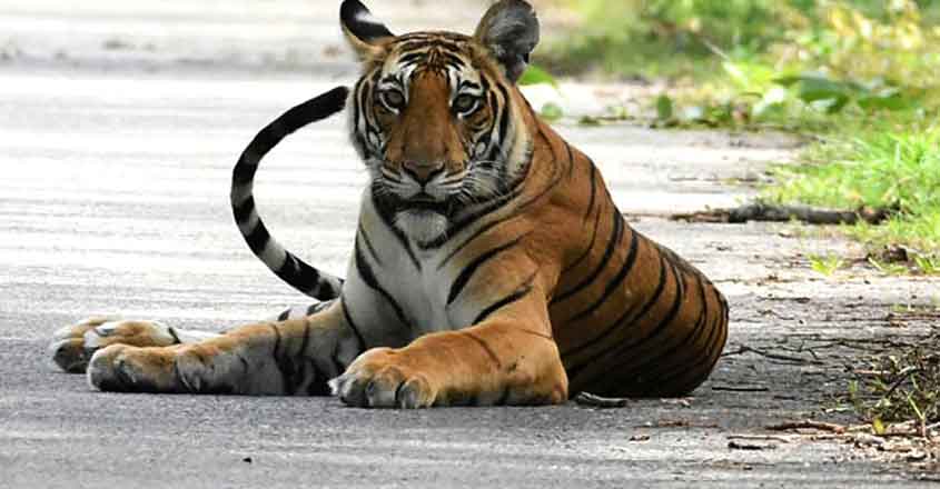 Tiger population growth 'good sign' for meeting UN goals