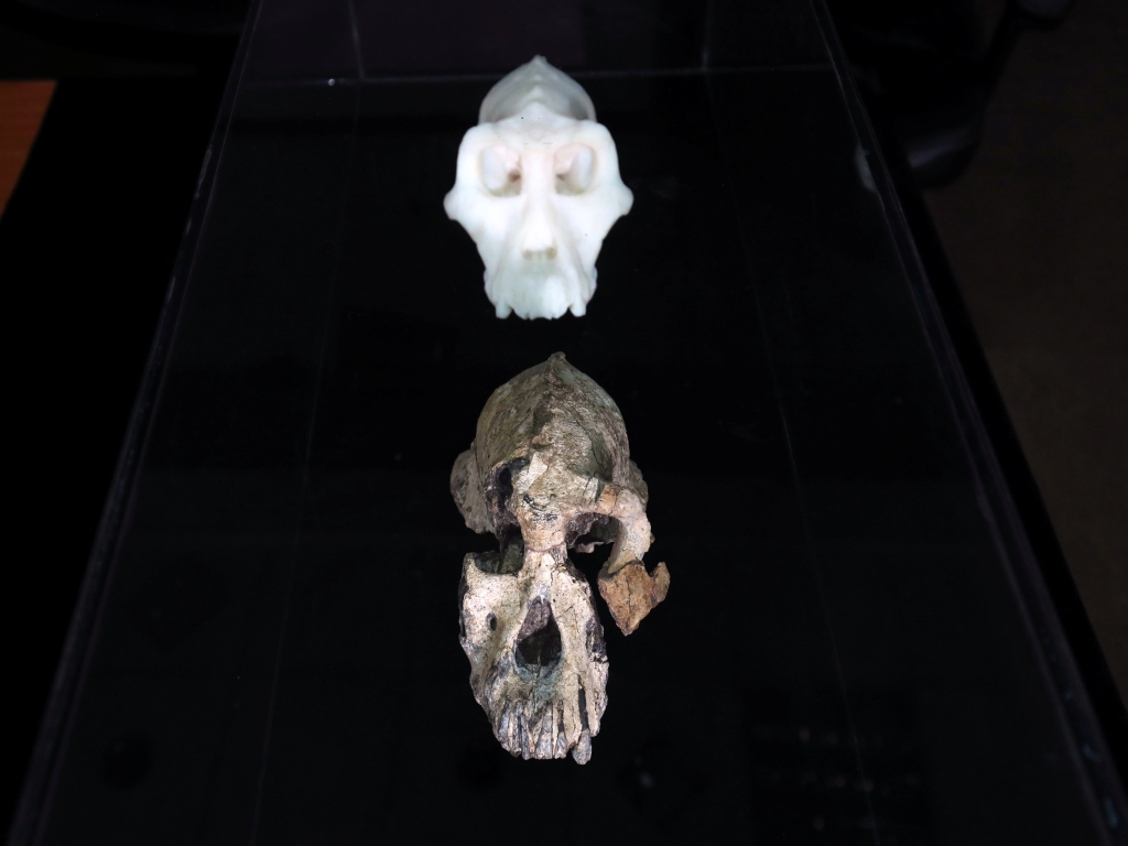  Australopithecus anamensi