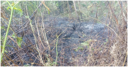 Mon, Jungle Fire