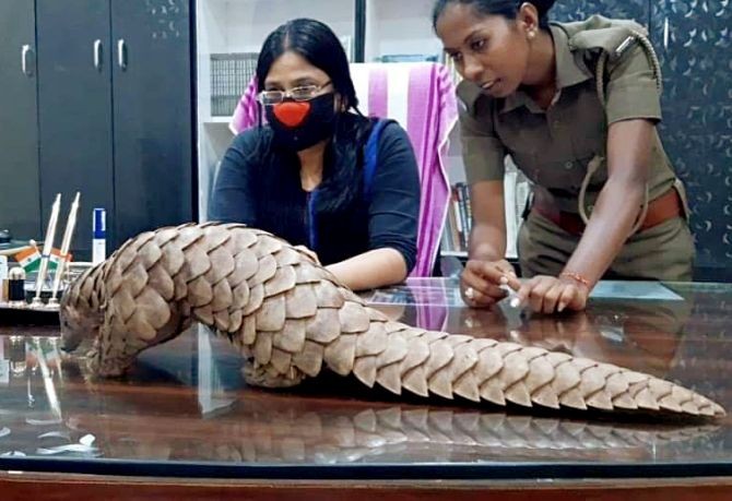 A pangolin which was rescued from a quarantine center will be tested for COVID-19 by the forest department in Athagarh. Photograph: ANI Photo