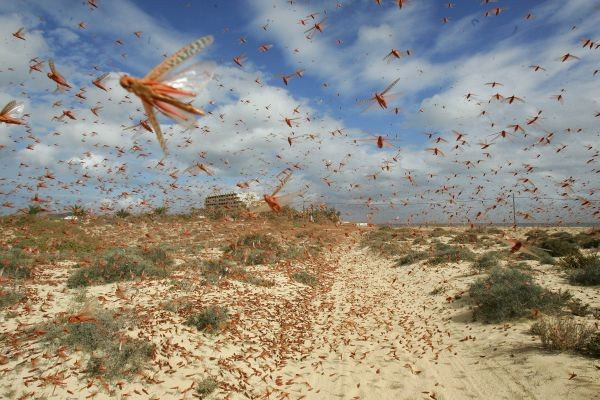 A swarm of pink locusts flies on a beach near Corralejo, on the Spanish Canary Island of Fuerteventura, November 29, 2004. (REUTERS File Photo)