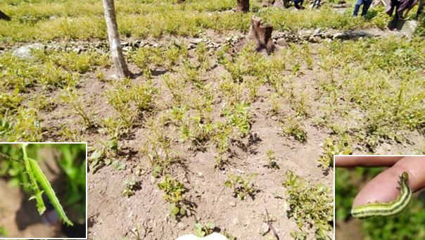 A pest infestation of potato fields in Khonoma village recently. The Department of Agriculture identified the caterpillar as ‘semi-looper’ (Inset) belonging to the family Noctuidae. While infestation has been contained to some extent, department official is worried about the second cycle of attack. (Morung File / Handout Photo)